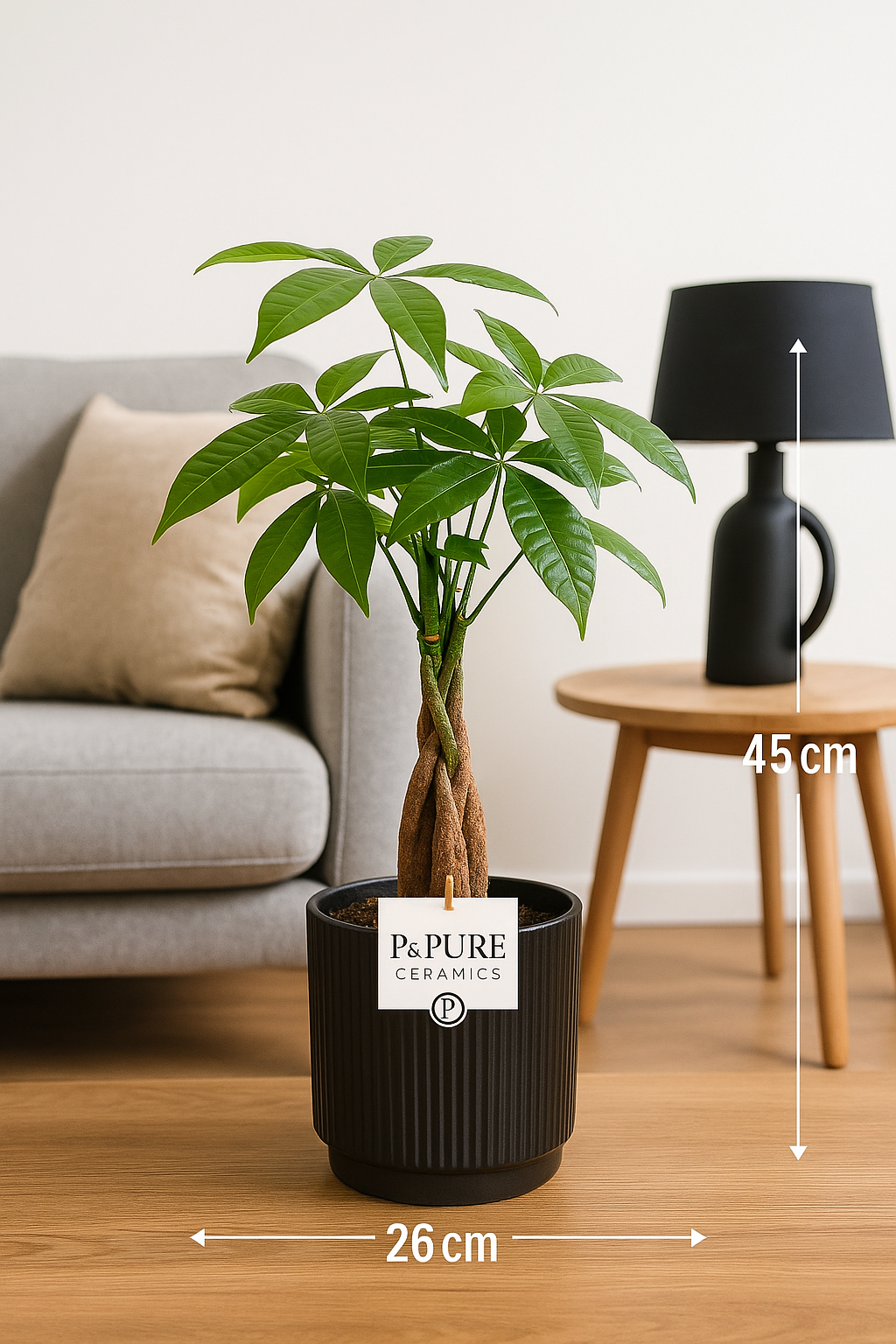 🖤 Black Friday Deal – Pachira Aquatica im P&PURE Keramiktopf (ca. 45 cm)