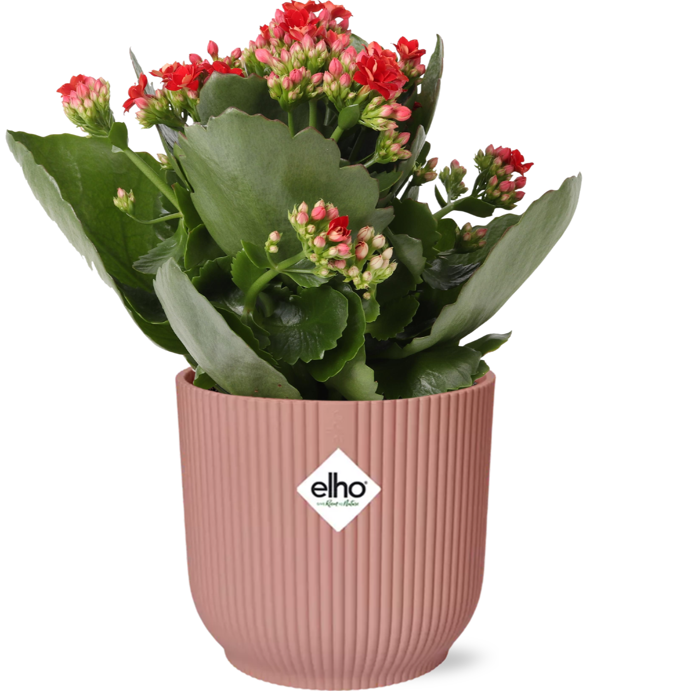 Easter - Kalanchoe Rosalina Don Justino Rood + ELHO Vibes Fold 14cm roze