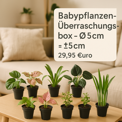 Babypflanzen-Überraschungsbox - Ø6cm - ↕5cm - x8