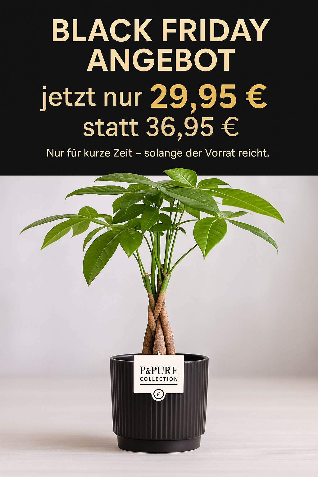 🖤 Black Friday Deal – Pachira Aquatica im P&PURE Keramiktopf (ca. 45 cm)