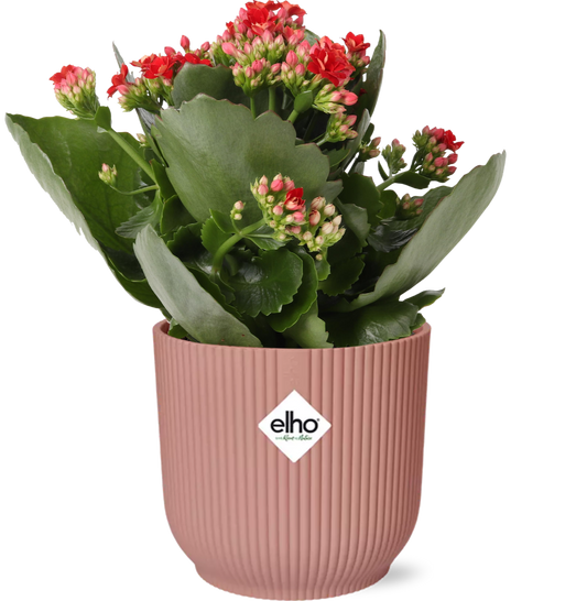 Easter - Kalanchoe Rosalina Don Justino Rood  + ELHO Vibes Fold 14cm roze