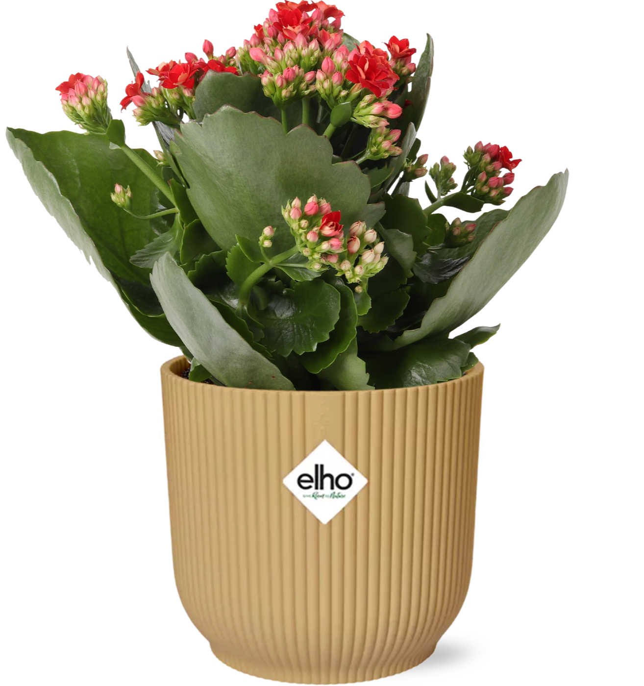Easter - Kalanchoe Rosalina Don Justino Rood + ELHO Vibes Fold 14cm geel