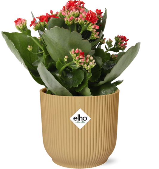 Easter - Kalanchoe Rosalina Don Justino Rood + ELHO Vibes Fold 14cm geel